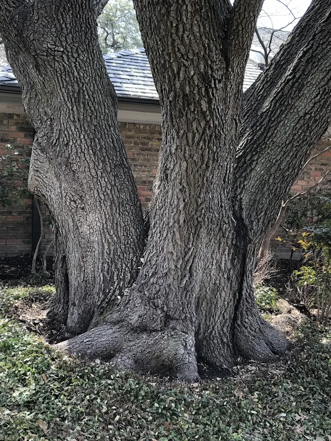 Mature heritage tree close to a Nesconset property cared for by certified arborists